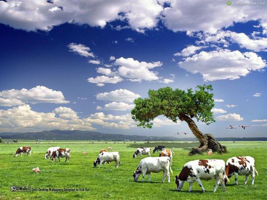 Cow Wallpapers for Desktop -