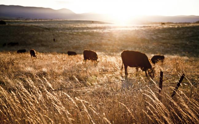 sunlight, Farm, Fence, Landscape, Cows, Animals, Field Wallpapers HD 