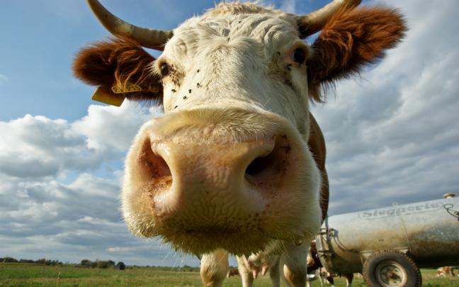 Portrait picture of a cow wallpaper | HD Animals Wallpapers