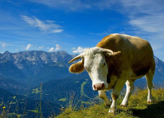 Cow Wallpapers Images Photos Pictures Backgrounds