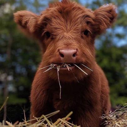 Baby Cow Wallpapers