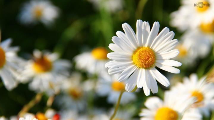 Daisy Wallpaper Backgrounds