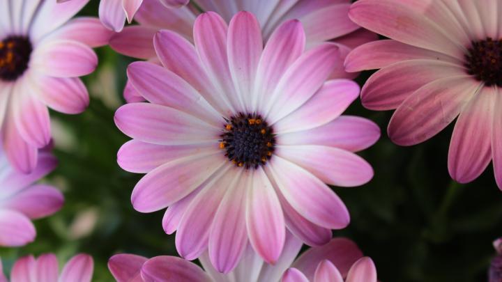 Gerber Daisy Wallpaper \u00b7\u2460 