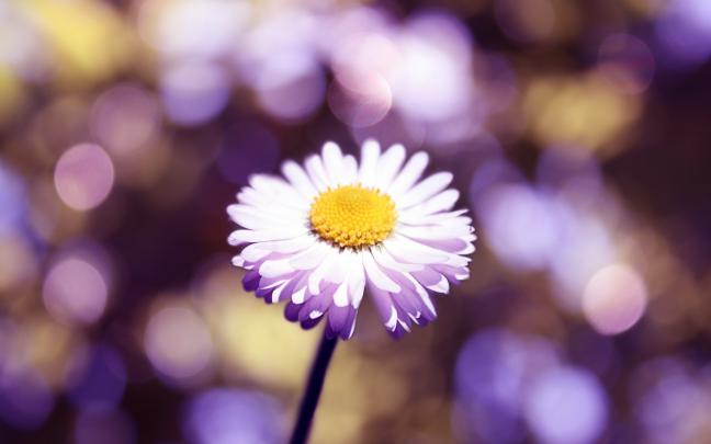 daisy wallpaper for walls - HD Desktop Wallpapers