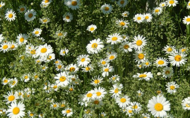 daisy, Nature, Flower, White, Green Wallpapers HD \/ Desktop and Mobile 