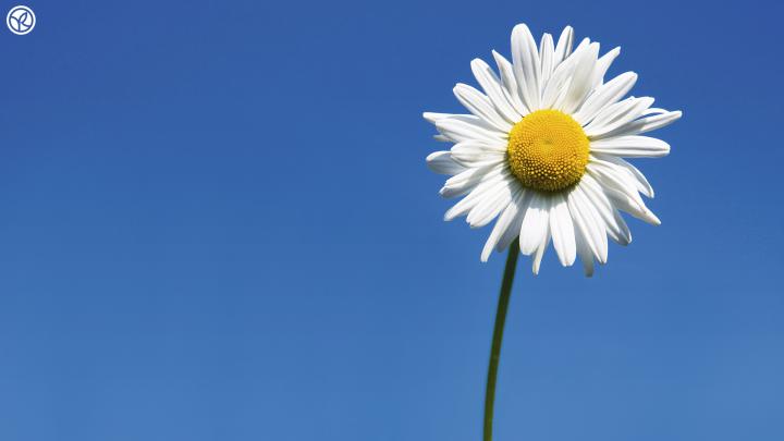 Desktop Daisy HD Wallpapers