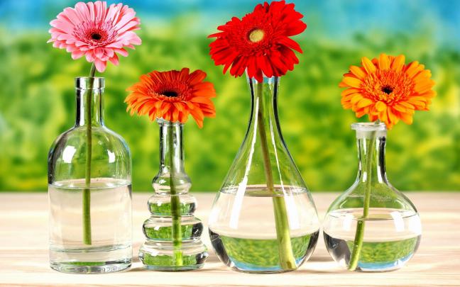 Gerbera Daisy Wallpapers