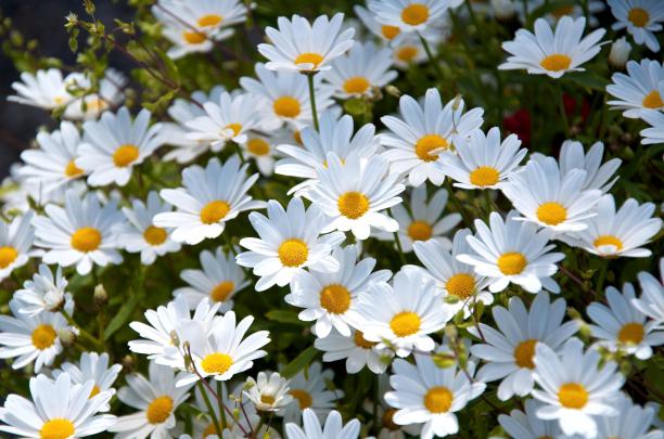 Vintage Daisy Desktop Wallpapers