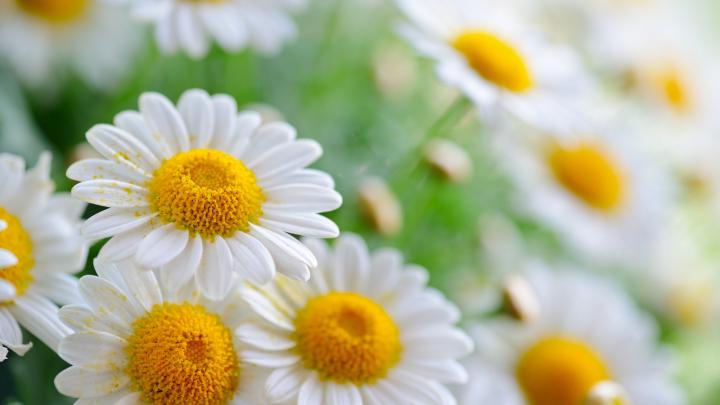 flower wallpaper daisies | HD Desktop Wallpapers