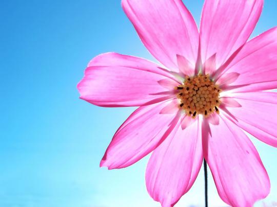 pink daisy wallpaper - HD Desktop Wallpapers