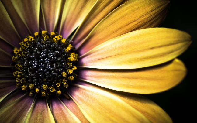 Free Daisy Backgrounds