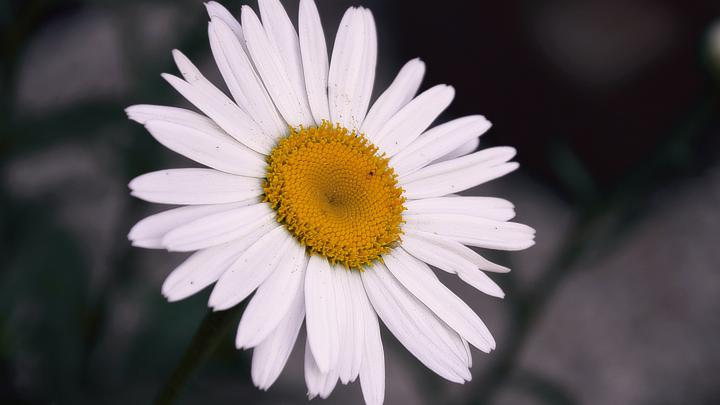 Daisy Wallpaper - iPhone, Android \u0026 Desktop Backgrounds
