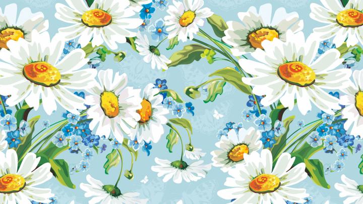 Desktop Daisy HD Wallpapers