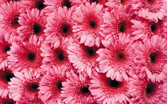 Daisy Wallpapers HD