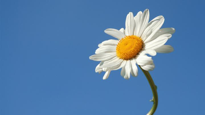 Daisy Wallpapers Images Photos Pictures Backgrounds