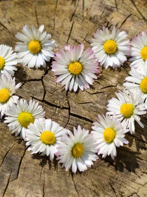 Daisy Flower Wallpaper for Desktop and Mobiles Retina iPad - HD 