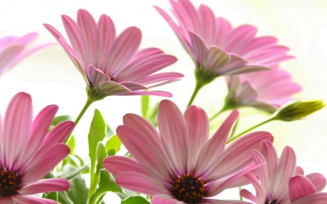 Free Daisy Backgrounds