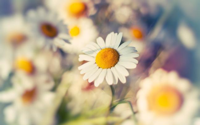 Desktop Daisy HD Wallpapers