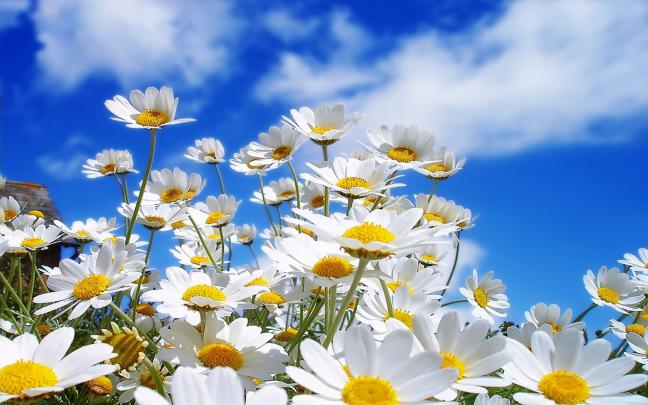 Daisies wallpaper | 1920x1200 | #66403