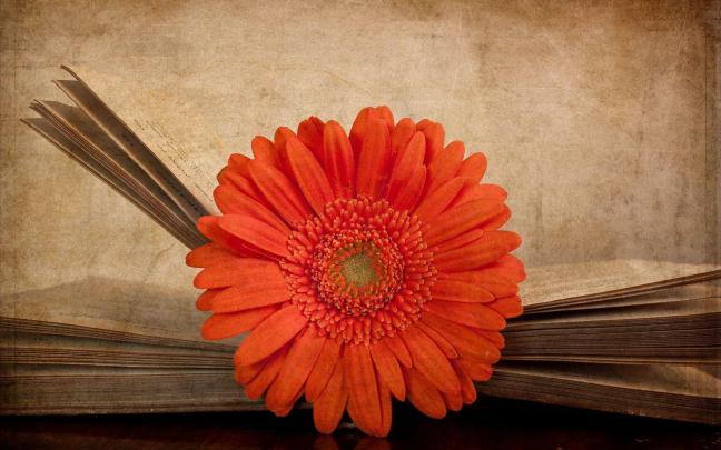 Gerbera Daisies Wallpapers