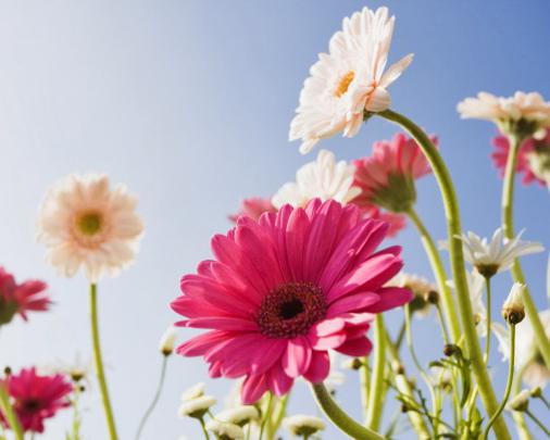 Daisy flower wallpaper - beautiful desktop wallpapers 2014