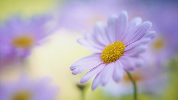 Desktop Daisy HD Wallpapers
