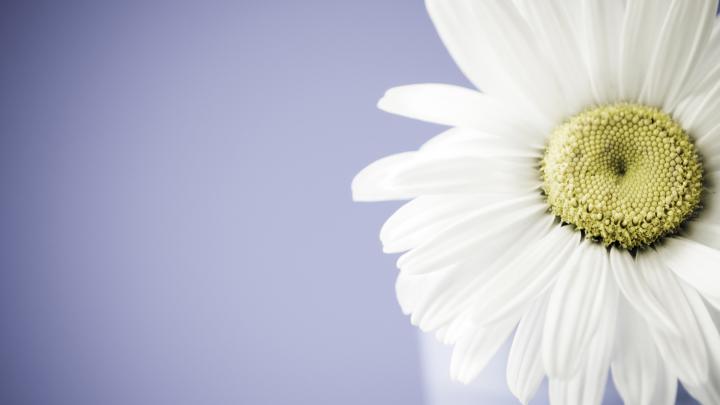 Free Daisy Backgrounds