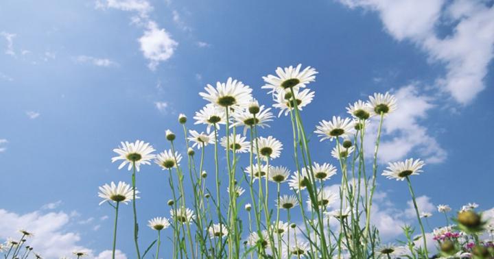 Beautiful Daisy Flower Desktop Wallpapers ~ A desktop wallpapers
