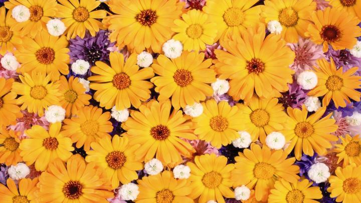 Daisy Wallpapers HD