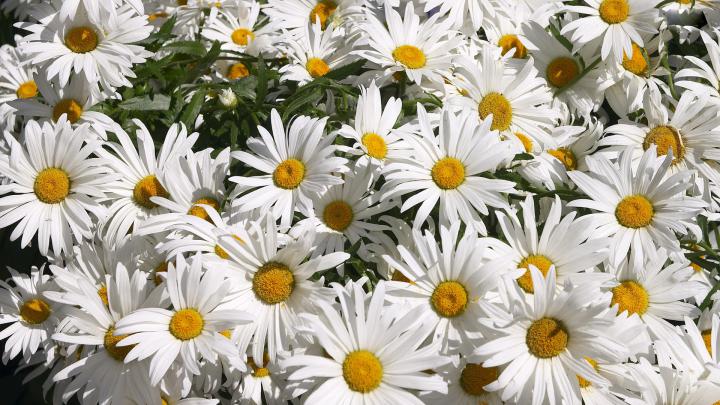 Desktop Daisy HD Wallpapers