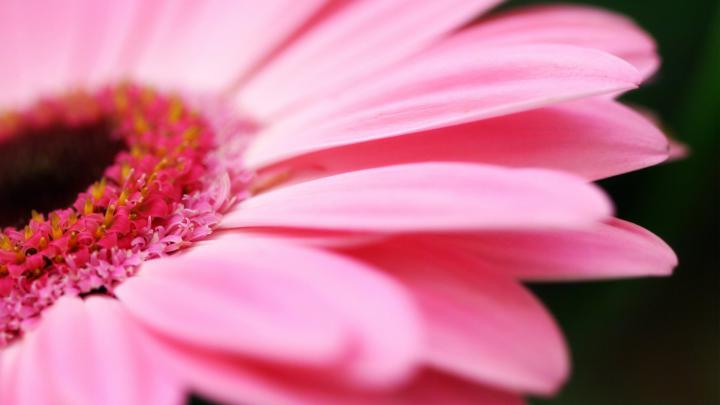 Pink Daisy Desktop Wallpaper -