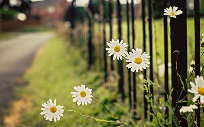 Daisy Wallpaper Backgrounds