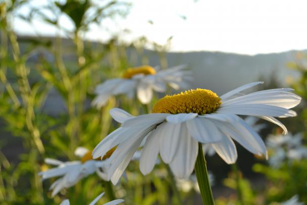 sunset, Daisies, Daisy Wallpapers HD \/ Desktop and Mobile Backgrounds
