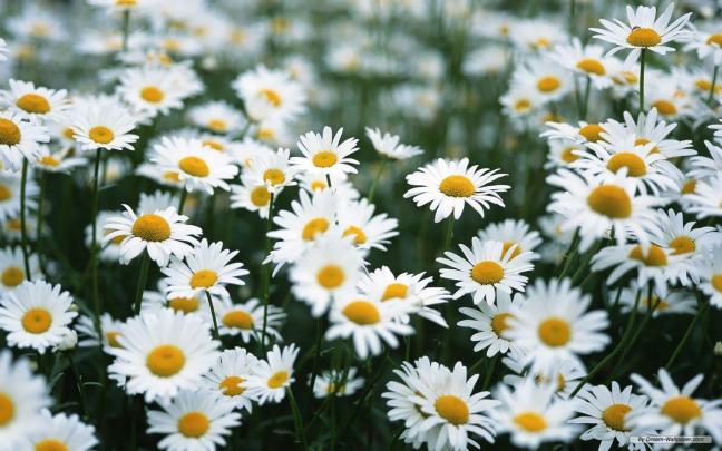 Daisy Wallpaper Backgrounds
