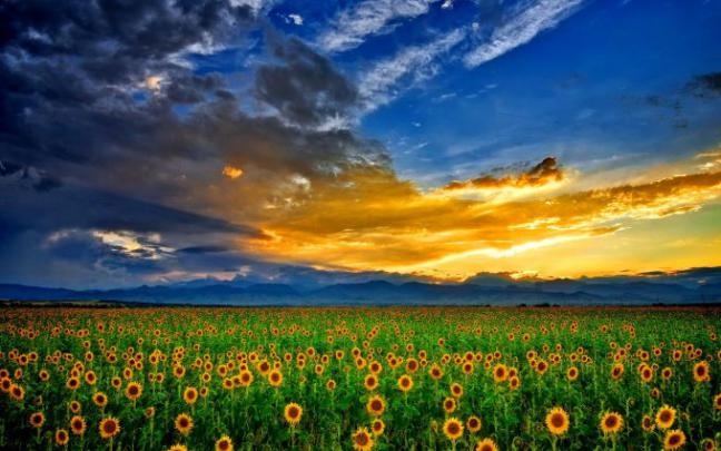 picture of sunflower - HD Desktop Wallpapers