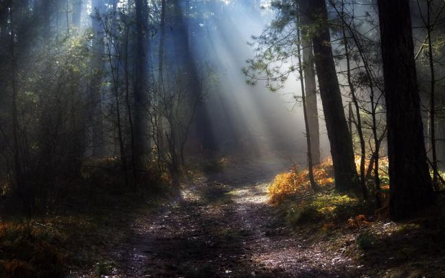 nature, Landscape, Trees, Forest Wallpapers HD \/ Desktop and Mobile 