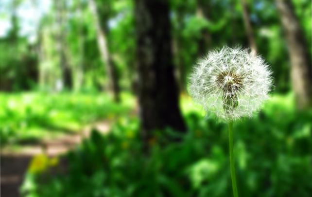 dandelion wallpaper nature - HD Desktop Wallpapers