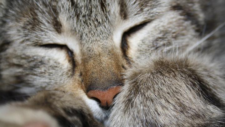 Cat Desktop Background Picture Free Download | HD Wallpapers