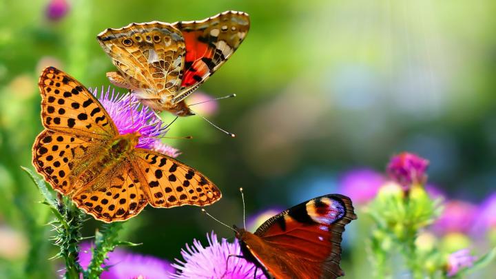 nature, Animals, Butterflies Wallpapers HD \/ Desktop and Mobile Backgrounds