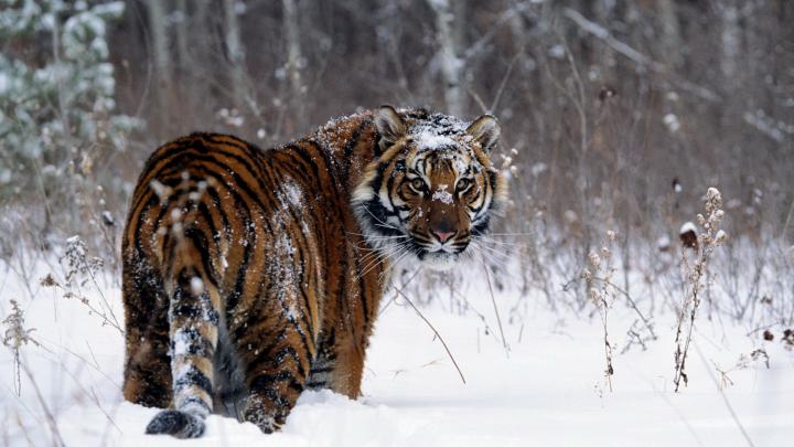 tiger wallpaper - HD Desktop Wallpapers