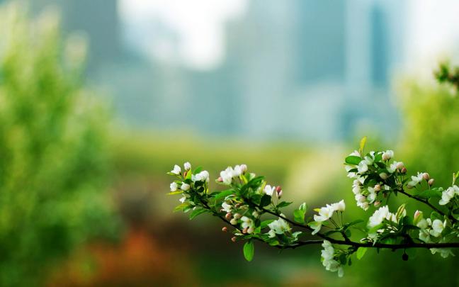 elegant background A5 - HD Desktop Wallpapers