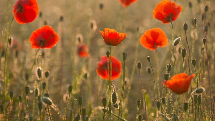 Field Poppies \u2013 Bing Wallpaper Download