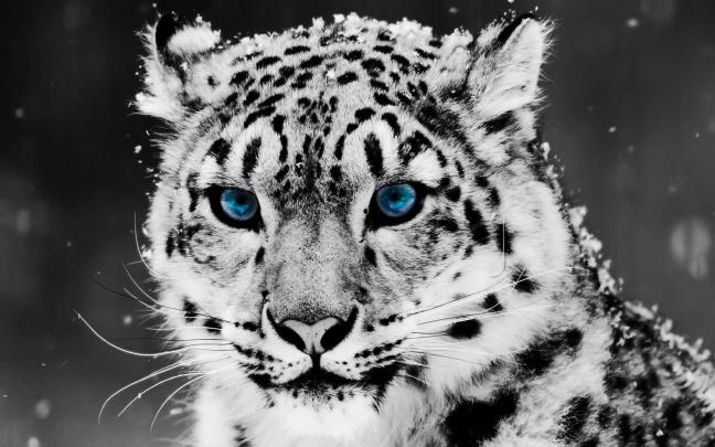 Epic HD Wallpapers