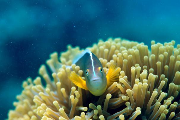 Fish Desktop Wallpaper (62+ images)