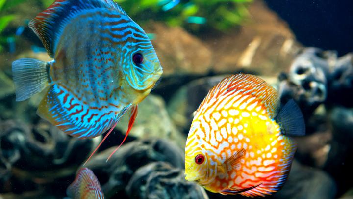 Fish Desktop Wallpaper (62+ images)