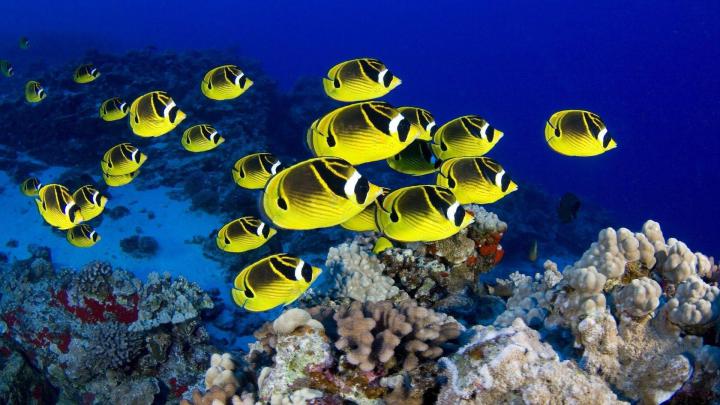 Fish Desktop Backgrounds