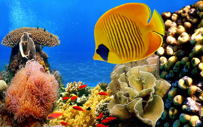 fish aquarium wallpaper - HD Desktop Wallpapers