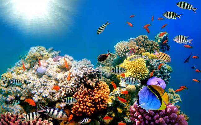 fish wallpapers for desktop - HD Desktop Wallpapers