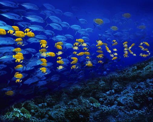 Fish Desktop Backgrounds