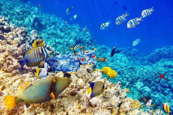 underwater, Sea, Fish Wallpapers HD \/ Desktop and Mobile Backgrounds